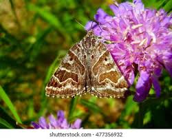 Attēlu rezultāti vaicājumam “Callistege mi”