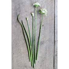 Image result for Allium tuberosum