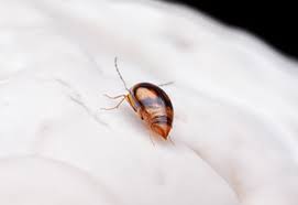 Attēlu rezultāti vaicājumam “Scaphisoma sp.”