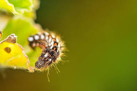 Attēlu rezultāti vaicājumam “Acronicta rumicis larva”