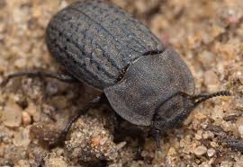 Attēlu rezultāti vaicājumam “Opatrum sabulosum”