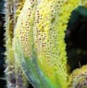 Attēlu rezultāti vaicājumam “Puccinia urticata”