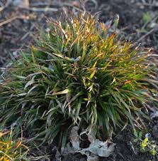 Attēlu rezultāti vaicājumam “Luzula pilosa leaf”