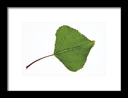 Attēlu rezultāti vaicājumam “Populus nigra leaf”