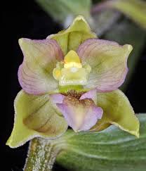 Attēlu rezultāti vaicājumam “Epipactis helleborine flower”