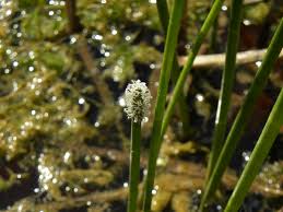 Attēlu rezultāti vaicājumam “Eleocharis palustris flower”