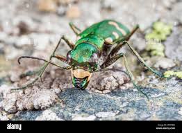 Attēlu rezultāti vaicājumam “Cicindela hybrida”