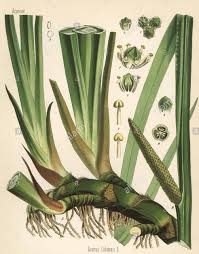 Image result for Acorus calamus