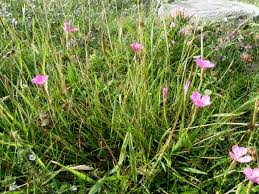 Attēlu rezultāti vaicājumam “Dianthus deltoides flower”