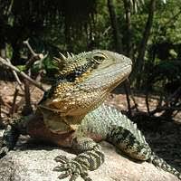 Attēlu rezultāti vaicājumam “Physarum flavicomum macro”