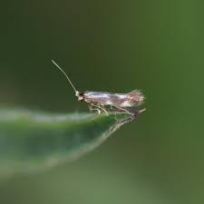 Attēlu rezultāti vaicājumam “Bucculatrix rhamniella”