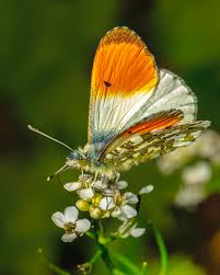 Attēlu rezultāti vaicājumam “Anthocharis cardamines”