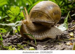 Attēlu rezultāti vaicājumam “Helix pomatia”