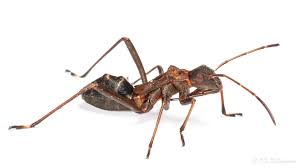 Attēlu rezultāti vaicājumam “Alydus calcaratus”