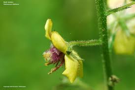 Image result for Verbascum blattaria