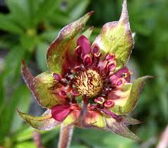 Attēlu rezultāti vaicājumam “Comarum palustre”