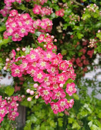 Attēlu rezultāti vaicājumam “Crataegus macracantha flower”