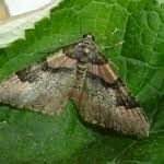 Attēlu rezultāti vaicājumam “Catarhoe rubidata”