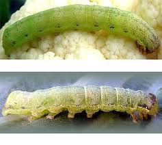 Attēlu rezultāti vaicājumam “Mamestra brassicae pupa”