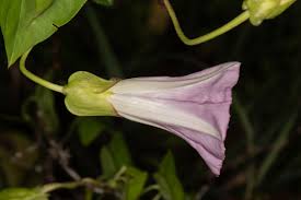Attēlu rezultāti vaicājumam “Calystegia sepium flower”