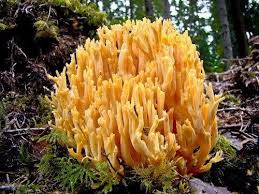 Attēlu rezultāti vaicājumam “Ramaria flava”