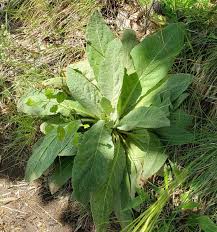 Image result for Verbascum thapsus