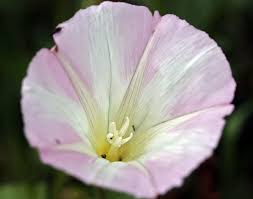 Attēlu rezultāti vaicājumam “Calystegia inflata flower”