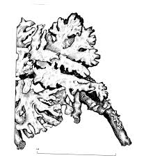 Attēlu rezultāti vaicājumam “Hypogymnia physodes”