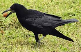 Attēlu rezultāti vaicājumam “Corvus frugilegus”