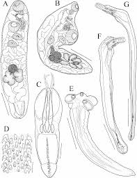 Image result for Lethenteron camtschaticum