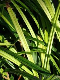Attēlu rezultāti vaicājumam “Carex pilosa”
