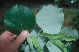 Attēlu rezultāti vaicājumam “Tilia tomentosa leaf”