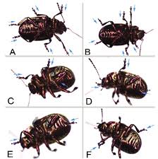 Attēlu rezultāti vaicājumam “Chrysolina fastuosa”