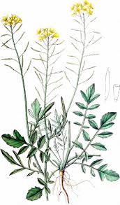 Attēlu rezultāti vaicājumam “Rorippa sylvestris leaf”