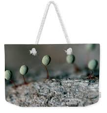 Attēlu rezultāti vaicājumam “Physarum penetrale”