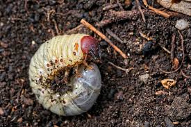 Attēlu rezultāti vaicājumam “Oryctes nasicornis larva”
