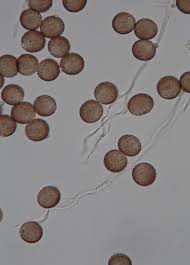 Attēlu rezultāti vaicājumam “Diderma testaceum spores”