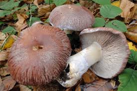 Attēlu rezultāti vaicājumam “Cortinarius praestans”