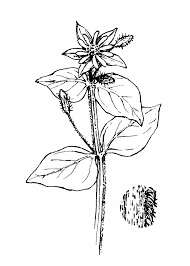 Attēlu rezultāti vaicājumam “Stellaria media flower”