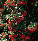 Attēlu rezultāti vaicājumam “Cotoneaster multiflorus”