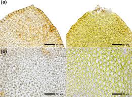 Attēlu rezultāti vaicājumam “Scapania apiculata”