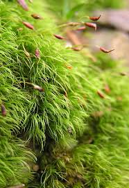 Attēlu rezultāti vaicājumam “Dicranella staphylina”