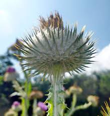 Image result for Onopordum acanthium