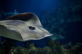 Image result for Himantura uarnak