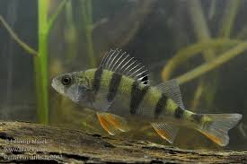 Image result for Perca fluviatilis