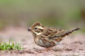 Image result for Emberiza rustica
