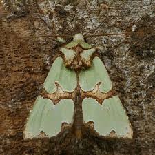 Attēlu rezultāti vaicājumam “Staurophora celsia”