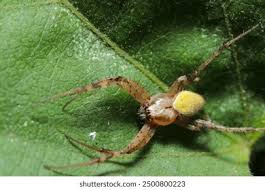 Attēlu rezultāti vaicājumam “Phylloneta cocoon”