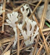 Attēlu rezultāti vaicājumam “Clavulina coralloides”