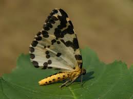 Attēlu rezultāti vaicājumam “Abraxas grossulariata”